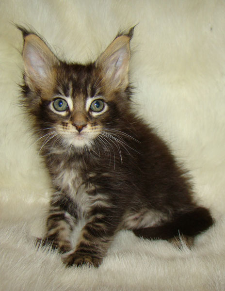     Catsvill County!   !    !       !!!    Catsvill County +7-926-544-74-09     .   ,   ,   ,    ,   ,  ,     ,   -,    ,   !